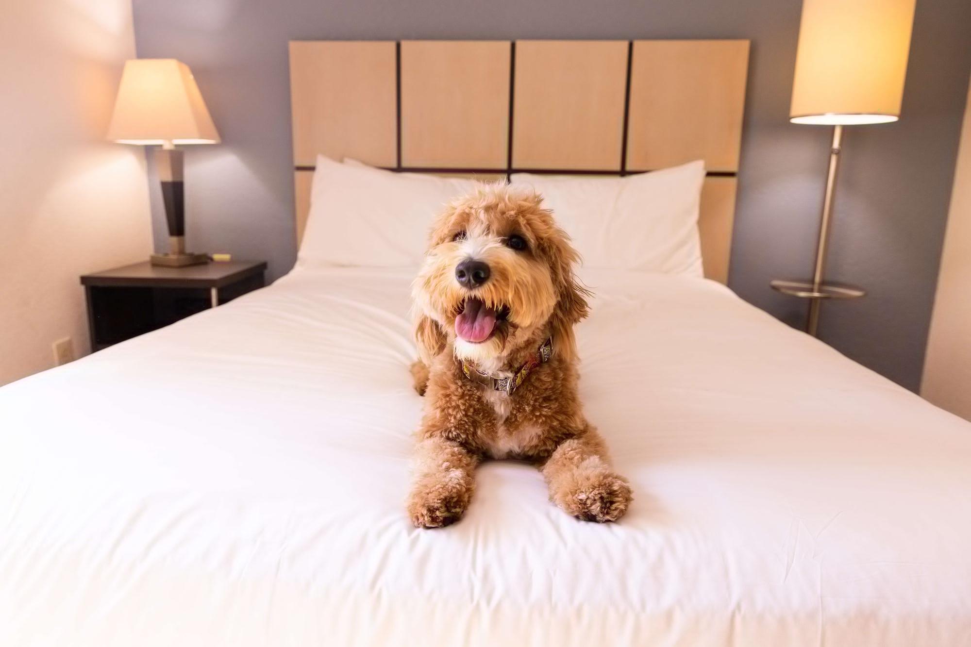 Sonesta Simply Suites Chicago Naperville Warrenville Eksteriør bilde